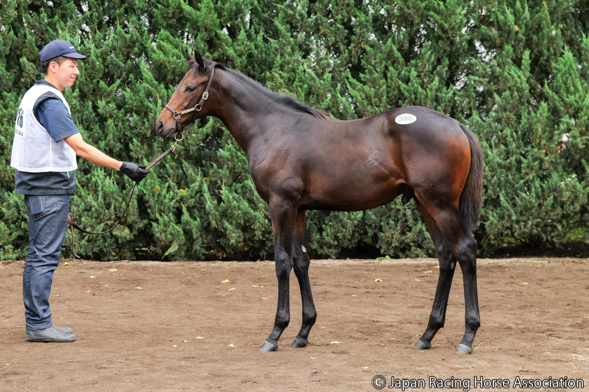 クイーンビーⅡの2026 ©Japan Racing Horse Association