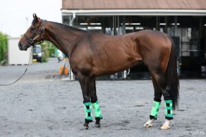 【小倉記念2026・馬体診断】有力馬3頭を100点満点で評価！最も状態が良いのは？