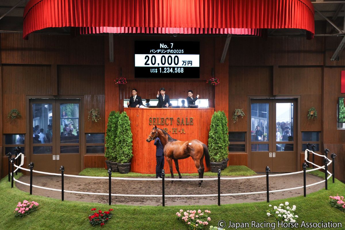 パンデリングの2025©Japan Racing Horse Association