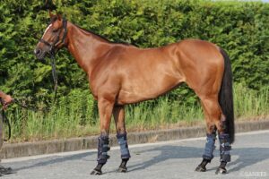 【アイビスSD2026・馬体診断】有力馬3頭を100点満点で評価！最も状態が良いのは？