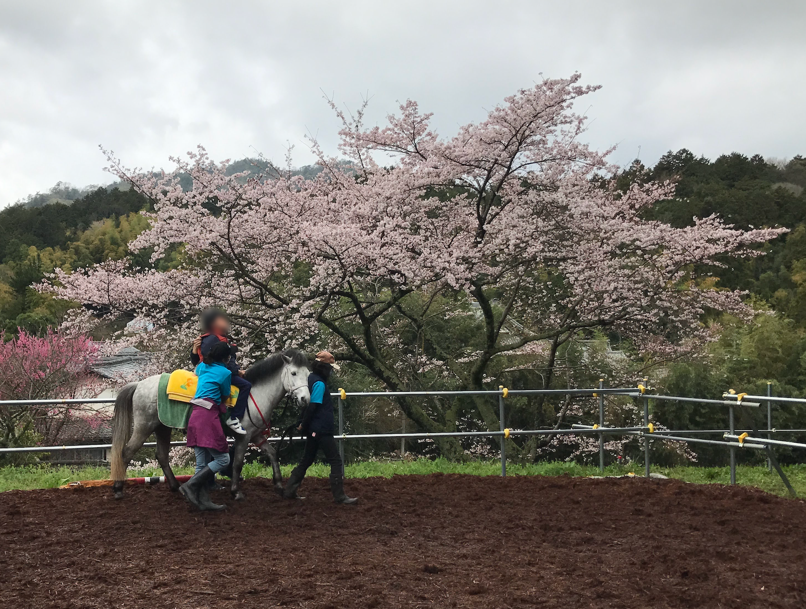 古民家を改装して始めたホースセラピー活動