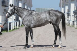 【札幌記念2026・馬体診断】有力馬3頭を100点満点で評価！最も状態が良いのは？