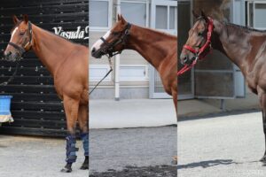 【セントウルステークス2026・馬体診断】有力馬3頭を100点満点で評価！最も状態が良く見えるのは？