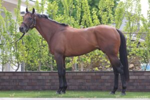 【CBC賞2026・馬体診断】有力馬3頭を100点満点で評価！最も状態が良いのは？
