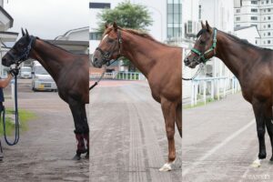 【キーンランドカップ2026・馬体診断】有力馬3頭を100点満点で評価！最も状態が良く見えるのは？