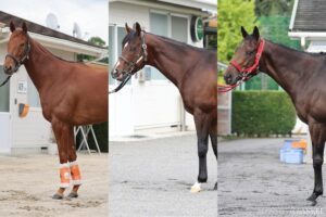 【スプリンターズステークス2026・馬体診断】有力馬3頭を100点満点で評価！桜花賞馬スターアニスの仕上がりは？
