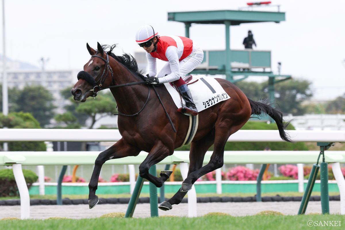 2026年7月5日(函館)2歳新馬・1着ショウナンガレオン
