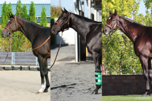 【菊花賞2026・馬体診断】クラシック三冠を狙うロブチェンの状態は？ 有力馬を100点満点で採点