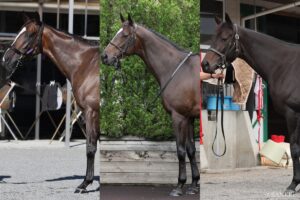 【アイルランドトロフィー2026・馬体診断】有力馬を100点満点で採点！二冠牝馬カムニャックの状態は？
