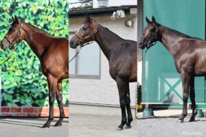 【秋華賞2026・馬体診断】無敗Vを狙うモンローウォークの状態は？ 有力馬を100点満点で徹底評価